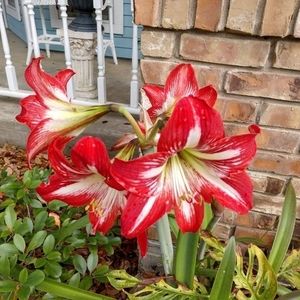 Meet your Posher, George ann